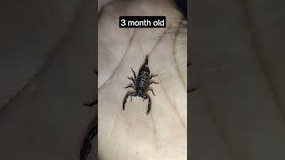 emperor scorpion baby #scorpion #reptiles #ytshort #ytshorts