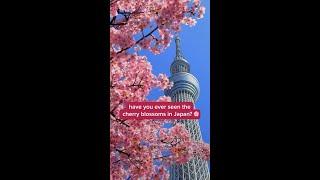 spring’s it girl: the cherry blossom #springtime #blooming #blossoming