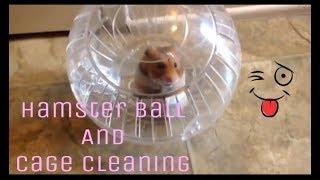 Hamster Ball And Cage Set Up