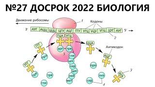 НОВЫЙ ТИП ЗАДАЧИ НА СИНТЕЗ БЕЛКА (ЛИНИЯ 27) С ДОСРОЧНОГО ЕГЭ ПО БИО 2022 - РАМКА СЧИТЫВАНИЯ