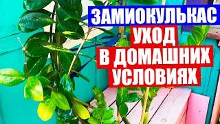 Замиокулькас - долларовое дерево. Уход в домашних условиях