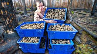 Harvesting 1000s of morel mushrooms in the Canadian wildfire wilderness