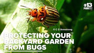 Maine gardeners warned of pests threatening backyard vegetable crops