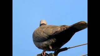 LONESOME DOVE