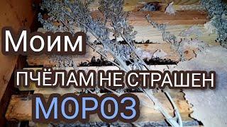 Мороз -18С, пчелы зимуют без утепления.