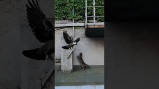 Unlikely Heroes: Brave Crow Parents Battle Cat to Save Helpless Baby! #animals #cat