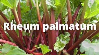 Rheum palmatum, rhubarb plant containing anthraquione glycosides explain all pharmacological points.