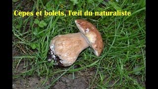 Cèpes et bolets, l'œil du naturaliste