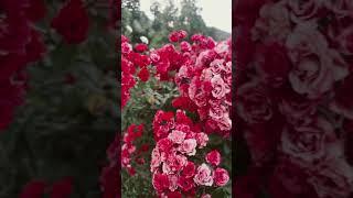 #mygarden #garden #roses