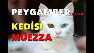 PEYGAMBERİMİZ S.A.V'İN KEDİSİ MÜEZZA'NIN HAYATI