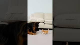 20-Day-Old Kitten Picks a Fight with a Shepherd?!   #cat #fluffybabies #kittenchallenge  #cute