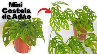 Monstera Adansonii como plantar, fazer mudas e cuidar | Como fazer estaca para trepadeiras