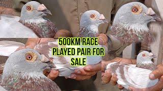 500km played Pair For Sale | Mealy Bar Racing Pigeon | Resar kabutar | Kalapati