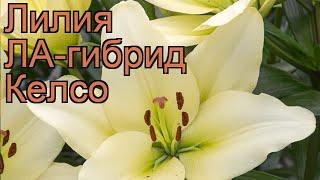 Лилия ла-гибрид Келсо (lilium la-hybrids kelso)  лилия Келсо обзор: как сажать луковицы лилии Келсо