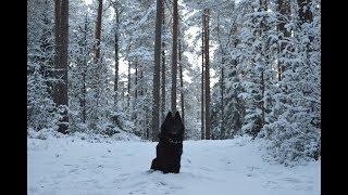 Jekku Schipperke's winter 2016-17 Jekku-schipperken talvi 2016-17