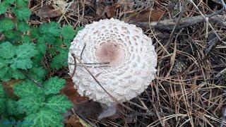 Хлорофиллум оливье (chlorophyllum olivieri) | вид зонтика краснеющего