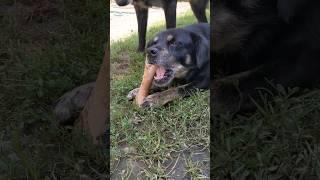 Small dog and a bone.