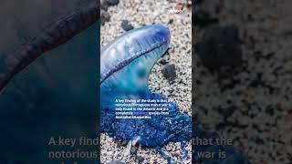 What the new bluebottle jellyfish discovery means for beachgoers | #yahooaustralia