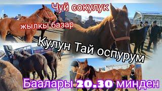 Чуй сокулук базарга дончак кулундар оспурмдор тушту