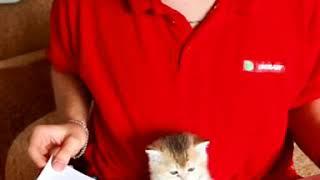 DEBORKADER CATTERY