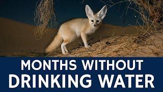 Desert Animals that Live with Almost No Water – Fennec Foxes