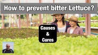 Causes and Prevention of Bitterness in Lettuce