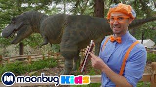 Santa Barbara Museum of Natural History | Learn ABC 123 | Educational Videos | Moonbug Kids