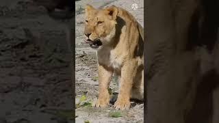 FOR LION LOVERS #shorts #subscribe #lion