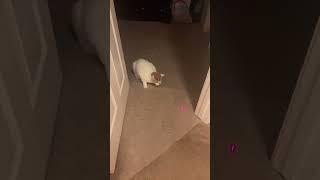 The cat club funny cat goes for toy