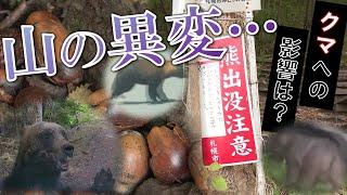 ヒグマにとって10年ぶり"山の異変" 「秋になり出没がピタッと止まった」 クマの主食 "ドングリ"が大豊作  人里に出なくても山に食い物いっぱい… でも冬眠前はやっぱり要注意 油断は禁物 北海道