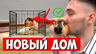 Знай Это Если ЗАВЕЛ МОРСКУЮ СВИНКУ | Морские Свинки Содержание