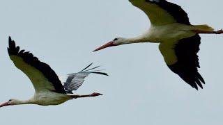 White Storks: Introducing white storks back to the UK