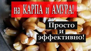 Поразительно уловистая насадка на карпа и амура! Моя супер пшеница для рыбалки. Просто и эффективно!