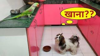 Parrot Pablo Chote Bhai Chapo Puppy ko Bhi Khana Do Na 