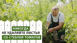 Почему НИКОГДА нельзя удалять листья со стеблей помидоров
