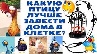 Какую птичку лучше завести дома