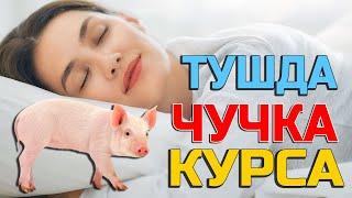 Тушда Чучка курса - Tushda Cho'chqa ko'rsa