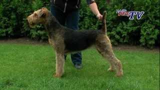 Airedale Terrier: Informationen zur Rasse