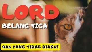 9 Fakta Menarik tentang Kucing Belang Tiga (Calico) yang WAJIB Kamu Tahu!