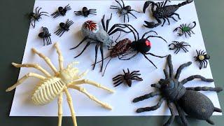 Zuru Robo Alive.Robotic Crawling Spider And Cockroach.Look at these Insect and Bug Toys