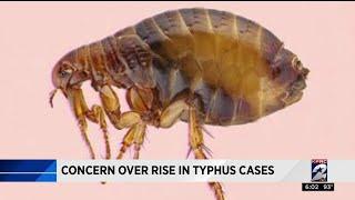 Concern over rise in typhus cases