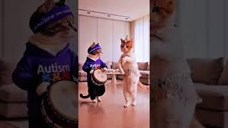 Tandingcat dansing cat #cat  #dog #pets #funny #dogdance #kitten #catstory #catart