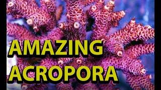 Amazing New Acropora Hard Corals