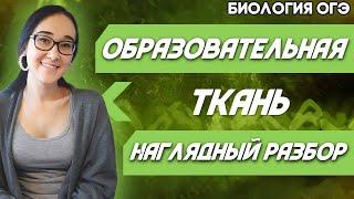 ОГЭ Биология 2022 | Образовательная ткань | Типы меристем | Наглядный разбор