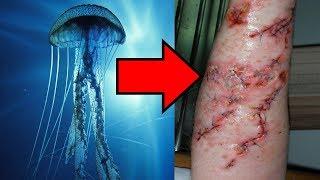 Top 10 Incredible Facts That Prove Octopuses Are Amazing | Celebrities Profile