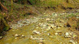 Sounds of a forest stream with birdsong. 3 hours of nature for relaxation and sleep.