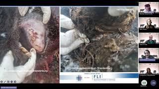 Enhancing European resilience Insights from recent FMD outbreaks and control strategies