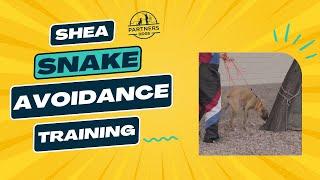 Partners Dogs Rattlesnake Avoidance Training | Scottsdale, Arizona