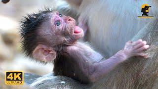 Tiny Baby Babette Str/uggles to Grab Mom Button While His Mom Eating Coconut | 4K