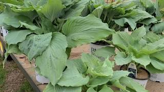 Hosta 'Diamond Lake' // A SUPERB, Large growing Hosta with a TOTALLY IMPRESSIVE presence